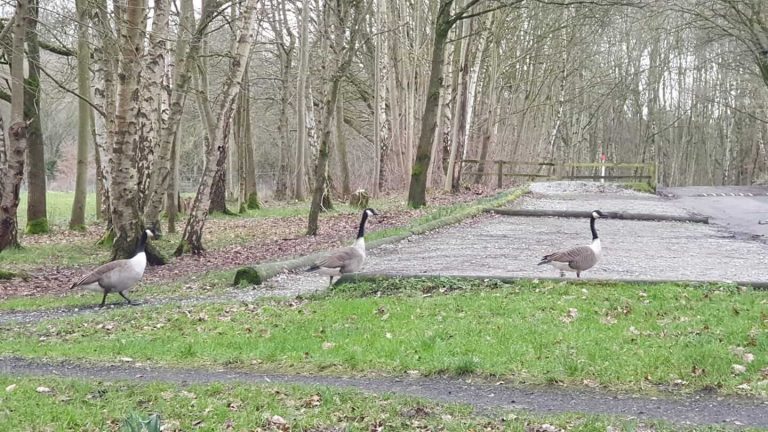 Medlock Valley Fishery